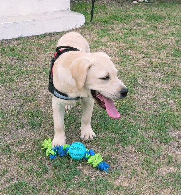 Bruno of Royal Golden Pawz