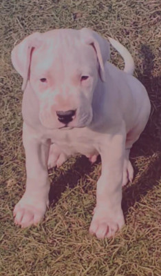Ghost Sombra vom Legends Dogo Argentino