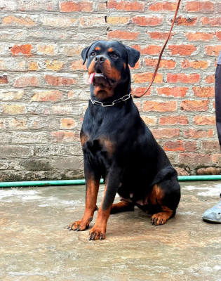 Aarty of PMZ Kennel