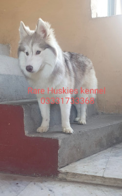 Aislin of Rare Huskies Kennel