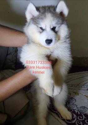 Allright of Rare Huskies Kennel