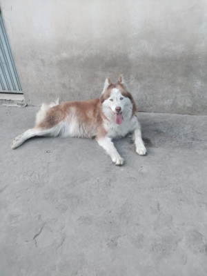 Dazi of Woof n Wolf