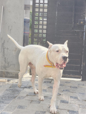 Dingo vom Golden Pearl