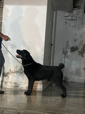 Dolenga's Fearless Heart for Hercules Zelus