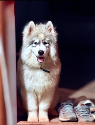 Eagle of Rare Huskies Kennel