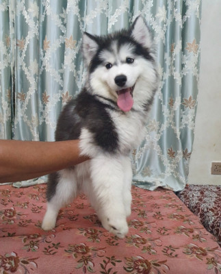 Eddy of Rare Huskies Kennel