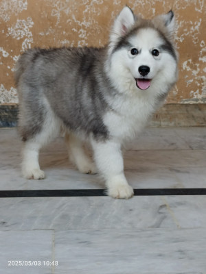 Emma of Rare Huskies Kennel