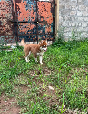 Luna of Pawioner Kennel PK