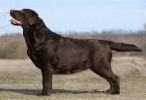 Miss Dior Z Grodu Hrabiego Malmesbury