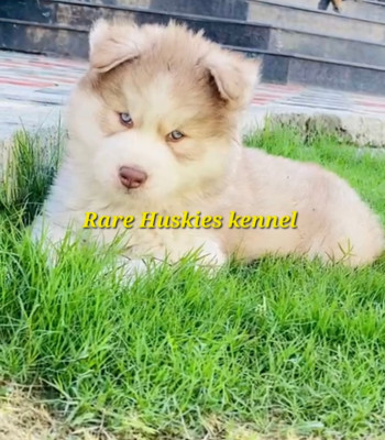 Barfi of Rare Huskies Kennel