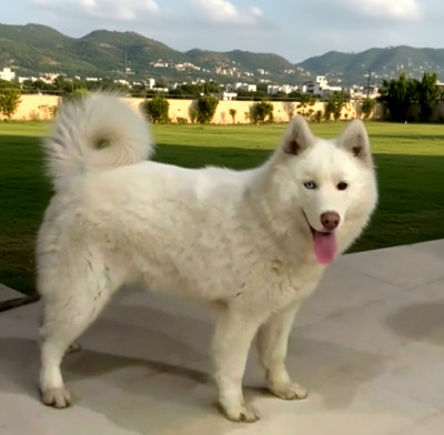 Bruno of Alpha Castle