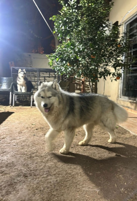 B.Stark of Rare Huskies Kennel