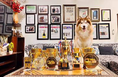 Casperr of Wholly & Wags Kennel