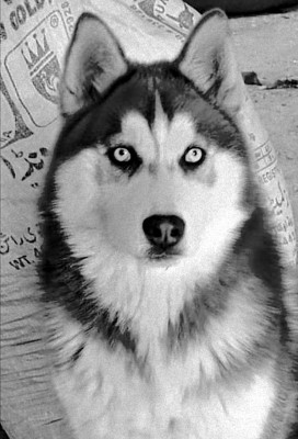 Cloesd of Deutscher Schaferhund