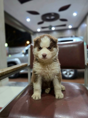 Cookie of Pawioner Kennel PK