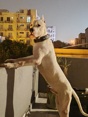 Ghost Sombra vom Legends Dogo Argentino