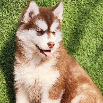 Glory Girl of Wholly & Wags Kennel