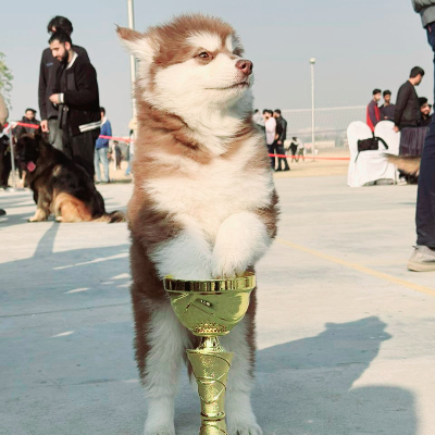 Joojo Girl of Wholly & Wags Kennel