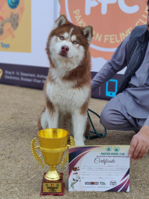 Liger vom Bravo Kennel