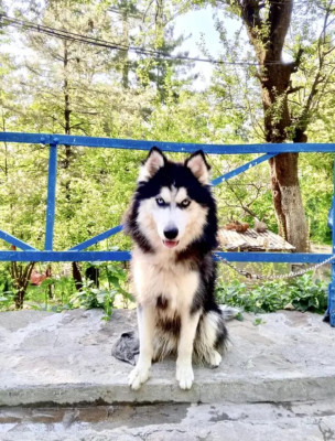 Lussa of Deutscher Schaferhund