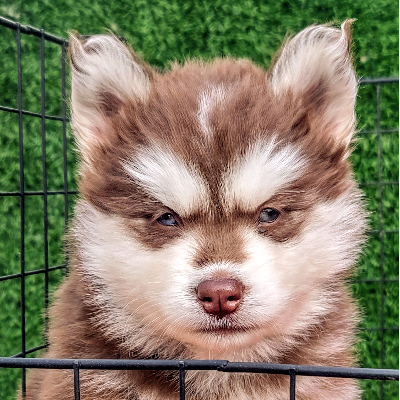 Simba Boy of Wholly & Wags Kennel