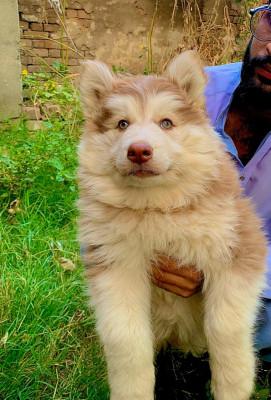 Simba of Pawioner Kennel PK